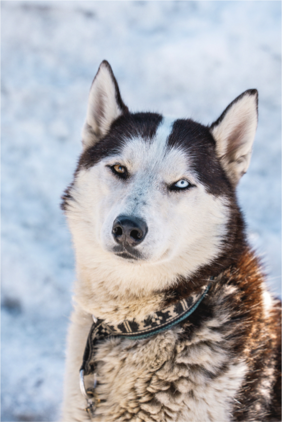 Main image Siberian husky