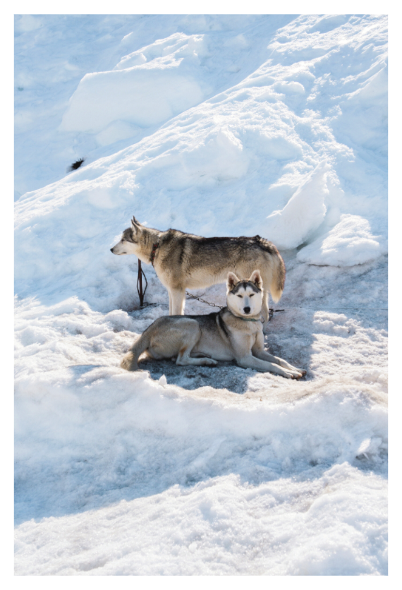 Main image Two Siberian Huskies in the Snow – Fine Art Winter Wildlife Photography Print