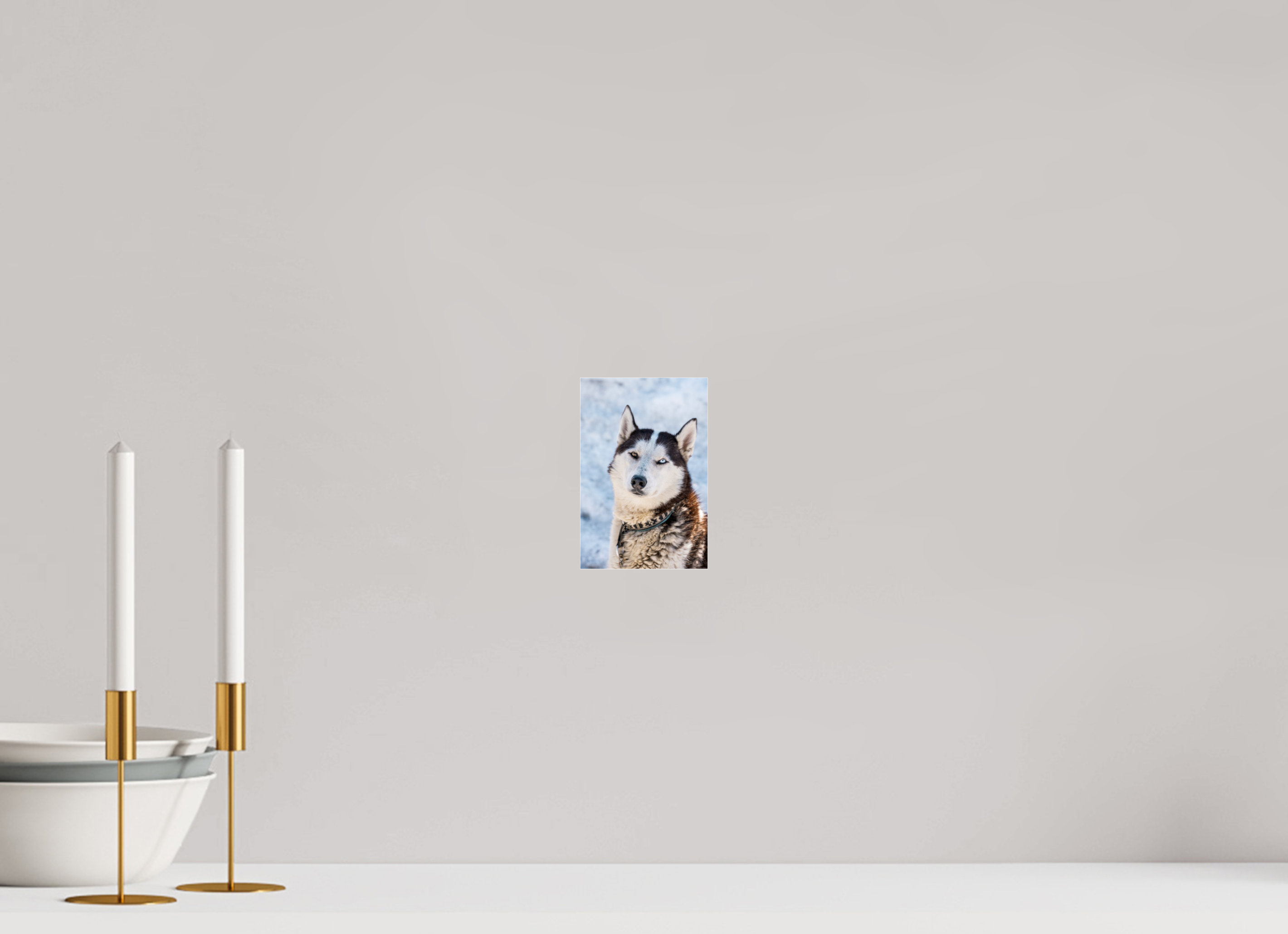 10 x 15 cm, Photos Plexi Siberian husky