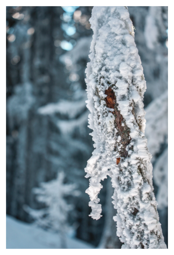 Main image Frozen Grain – Verbier Forest