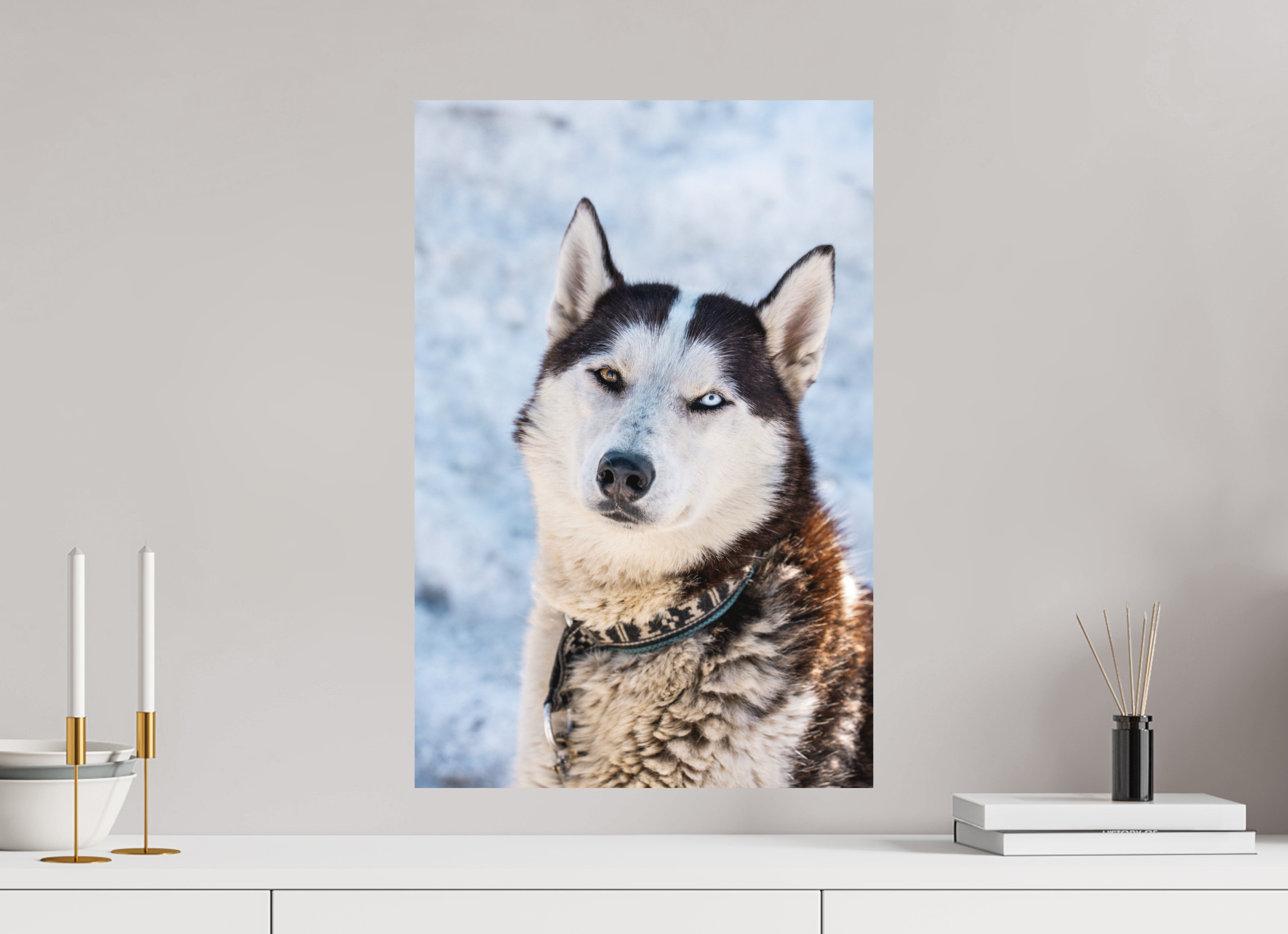 40 x 60 cm, Alu Dibond Metalic Suspension System Siberian husky