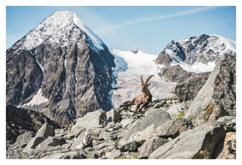 Main image Alpine Ibex in Verbier with Grand Combin Glacier – Fine Art Wildlife Photography Print